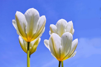 开花白色郁金香植物开放盛开的清晰的蓝色的天空复制空间繁荣的光明场美丽的白色花日益增长的繁荣的在户外夏天
