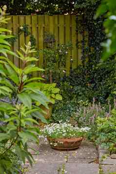盆栽植物三色紫罗兰日益增长的后院首页花园夏天天井美丽的混合动力植物盛开的院子里春天在户外小开花植物初露头角的盛开的