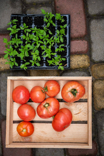 进化培养国产生产有机生态农场番茄幼苗磁带成熟的收获作物