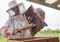 保持蜜蜂公平分享肾上腺素冲养蜂人开放蜂巢框架农场
