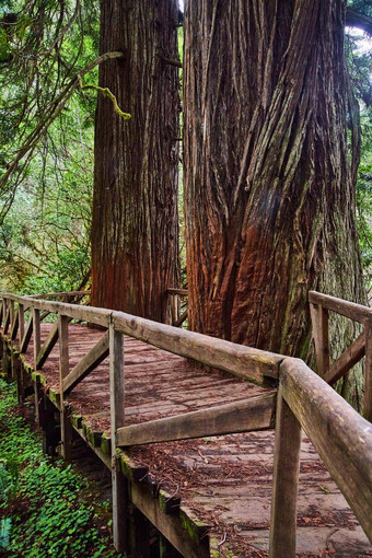 视图一边木走桥红木树减少桥