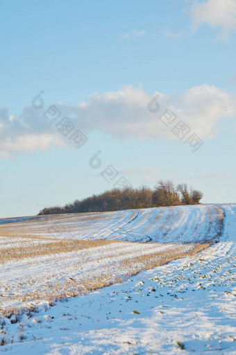 冬天景观农场树行多云的天空背景复制空间丹麦雪<strong>耕种</strong>场美丽的<strong>农村</strong>自然寒冷的冷天气