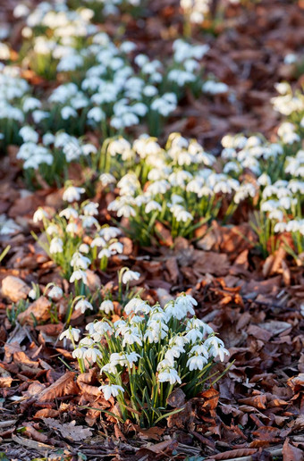 前视图白色雪花莲花日益增长的后院花园自然夏天花圃<strong>小雪</strong>花属Nivalis开花植物盛开的开放草坪上春天