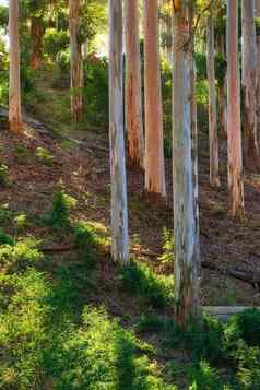 植物树山南非洲西方角景观视图美丽的绿色风景松树自然环境夏天植被绿色植物自然