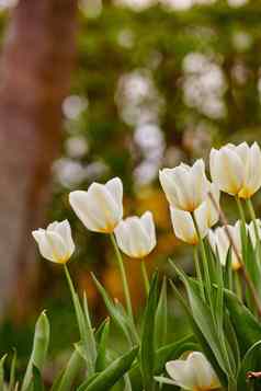 美丽的白色郁金香日益增长的花园早期春天阳光明媚的一天充满活力的花盛开的在户外公园夏天下午植物树叶开花自然