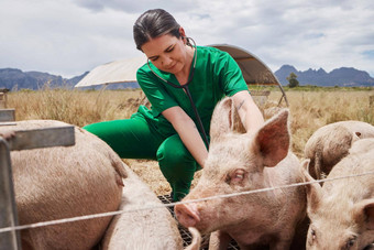 疾病预防重要的治疗女兽医农场猪
