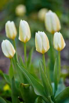 白色黄色的郁金香花园背景群美丽的优雅的郁金香花绿色阀杆叶子常年开花植物日益增长的公园美芳香气味