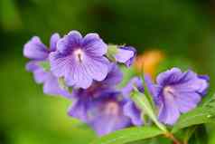 紫色的陇牛儿苗科花日益增长的花园特写镜头明亮的天竺葵常年开花植物对比绿色公园色彩斑斓的园艺花朵户外后院装饰春天
