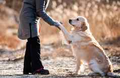 金寻回犬狗女人