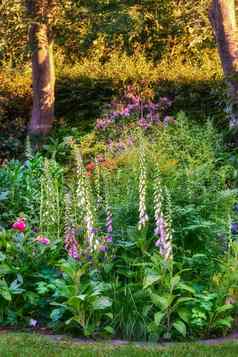 foxgloves花日益增长的盛开的植物花园美丽的各种开花色彩斑斓的植物后院夏天风景优美的户外景观公共自然环境