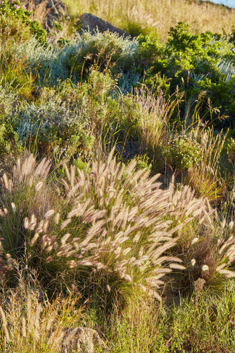 深红色的喷泉草仙人掌塞塔塞乌斯日益增长的场在户外特写镜头常年水牛草禾本科物种盛开的开花自然阳光明媚的一天自然储备