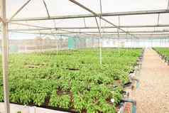 健康的植物水阳光茁壮成长生活拍摄植物日益增长的温室农场