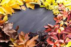色彩斑斓的叶子黑色的背景