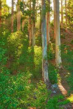 植物树山森林南非洲西方角美丽的安静的风景优美的视图植被绿色植物日益增长的郁郁葱葱的绿色自然一天夏天