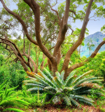 花植物树克尔斯滕博斯植物花园角小镇南非洲景观视图美丽的独特的树日益增长的绿色植物植被受欢迎的旅游城市