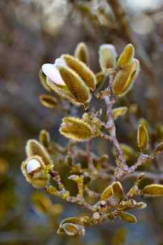 木兰星形被称为明星木兰花开花春天特写镜头美丽的花自然本地的日本生态系统拍摄白色花瓣郁郁葱葱的花园背景