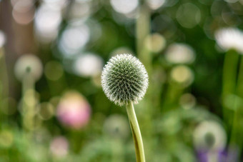 蓝色的全球蓟花自然绿色模糊郁郁葱葱的公园花园夏天echinops关闭坚定的常年<strong>蒲公英</strong>日益增长的美丽的<strong>植物</strong>区系<strong>植物</strong>花园