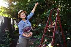 漂亮的女人有机农民拔成熟的甜蜜的樱桃树金属桶日落夏天收获时间