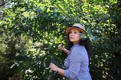 迷人的女人有机农民工作樱桃果园挑选樱桃树夏天一天