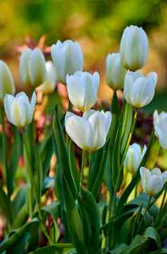 白色花园郁金香日益增长的春天特写镜头迪迪尔郁金香郁金香属格斯纳里亚纳物种充满活力的花瓣绿色茎开花盛开的自然阳光明媚的一天在户外
