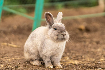兔子可爱的毛茸茸的小光背景宠物自然灰色动物可爱的白色花园春天啮齿动物野生动物园草地阳光明媚的