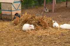 兔子棕色（的）兔子复活节自然白色背景毛茸茸的绿色可爱的概念啮齿动物宠物小皮毛草眼睛有趣的可爱的