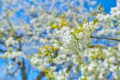 漂亮的白色樱桃花日益增长的春天公园花园景观美丽的小花朵树分支机构温暖的明亮的阳光明媚的一天户外特写镜头开花树夏天