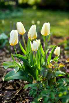 美丽的白色郁金香花日益增长的花园模糊绿色背景复制空间特写镜头精致的花朵灯泡植物自然公园培养后院夏天