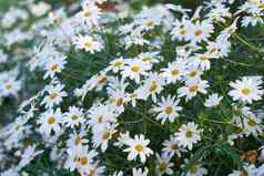 白色玛格丽特黛西日益增长的郁郁葱葱的绿色培养花园药用园艺自然景观美丽的色彩斑斓的银花frutescens花盛开的春天