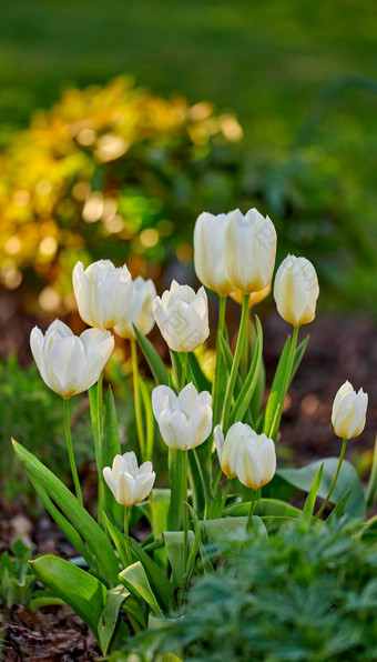 白色<strong>花园</strong>迪迪尔郁金香花植物盛开的<strong>花园森林</strong>场植物自然春天特写镜头郁金香属格斯纳里亚纳日益增长的土壤与绿色草坪上草