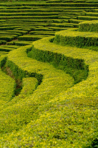 gorreana茶种植园为什么米格尔岛亚速尔葡萄牙茶字段包围绿色景观阴天空茶培养大西洋海洋背景