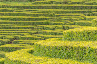 gorreana茶种植园为什么米格尔岛亚速尔葡萄牙茶字段包围绿色景观阴天空茶培养大西洋海洋背景
