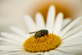 飞玛格丽特特写镜头细节绿色瓶飞授粉黛西在户外自然常见的绿头苍蝇喂养花蜜充满活力的花花园蓬勃发展的生态系统