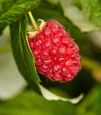 特写镜头树莓日益增长的他来了农场夏天成熟的美味的健康的水果准备好了收获吃农田树莓好健康高抗氧化剂