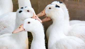 群白色国内鹅牧场鸭喂养