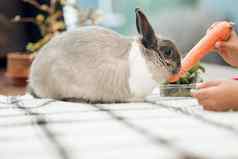 嘿兔子的地点复活节蛋认不出来女孩喂养宠物兔子胡萝卜首页