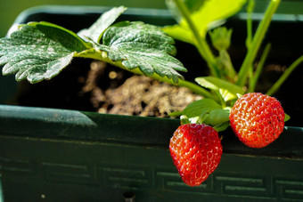 <strong>不文明</strong>的首页培育新鲜的草莓能分支机构关闭视图夏天太阳光