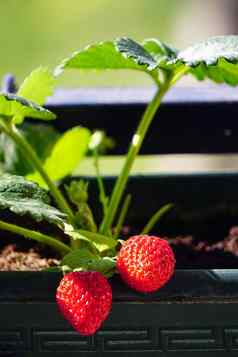 不文明的首页培育新鲜的草莓能分支机构关闭视图夏天太阳光