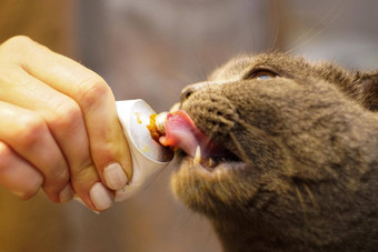 可爱的苏格兰褶皱猫吃麦芽粘贴关闭视图