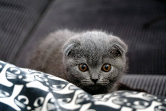 <strong>英国</strong>褶皱<strong>小猫</strong>首页灰色沙发上坦诚的图片
