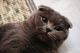 可爱的苏格兰褶皱猫琥珀色的眼睛相机