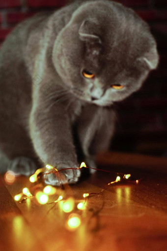 可爱的苏格兰褶皱猫玩圣诞节点缀灯散景图像