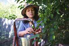 可爱的女人园丁拔成熟的樱桃樱桃果园收集国产生产出售农民市场