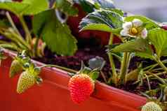 不文明的首页培育新鲜的草莓能分支机构关闭视图夏天太阳光