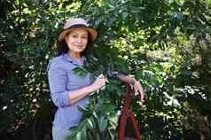 愉快的女人农民农业家收获樱桃有机果园农业园艺农业综合企业