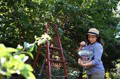 迷人的女人农民工作樱桃果园拔成熟的甜蜜的樱桃树金属镀锌桶