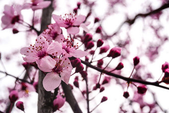 春天花开花宏视图树