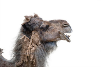 微笑骆驼白色背景骆驼头关闭一边视图骆驼打开口显示牙齿