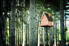 首页形状的木鸟房子松森林