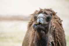 骆驼沙漠特写镜头特写镜头骆驼的头背景沙子沙漠骆驼打开口显示牙齿微笑